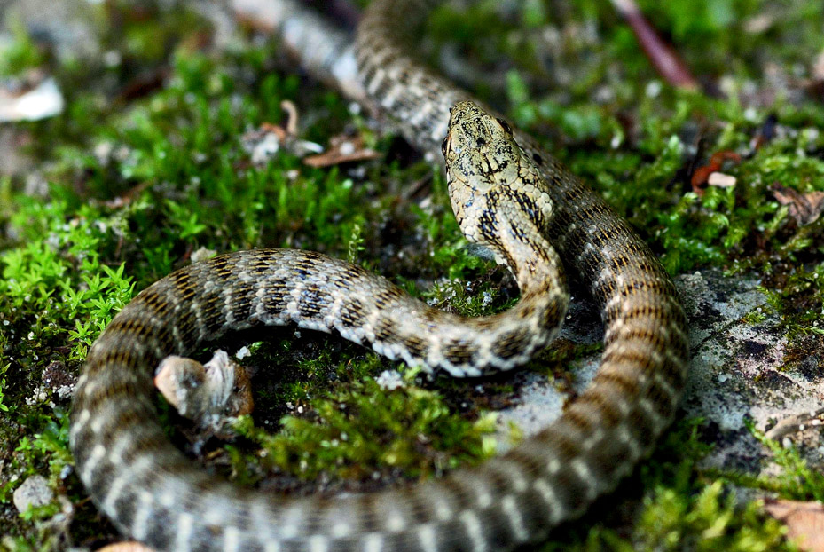 Giovane Natrix tessellata